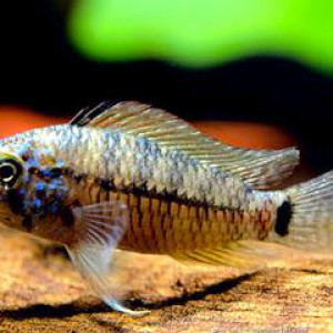 Apistogramma caetei