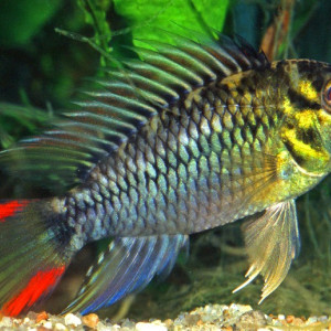 Apistogramma hoignei