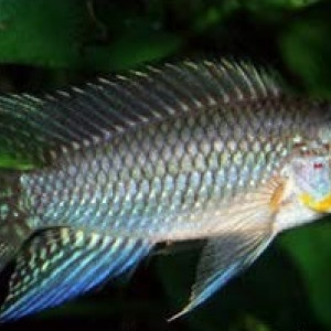 Apistogramma similis