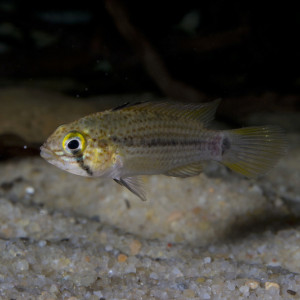 Apistogramma tucurui