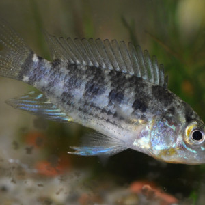 Apistogramma commbrae