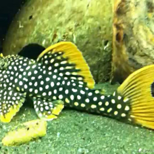 Scobinancistrus aureatus