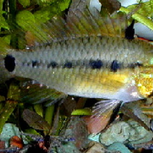 Apistogramma resticulosa