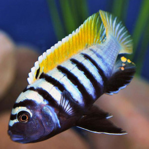 Cynotilapia zebroides