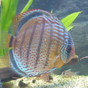 ZZ Symphysodon discus tarzoo