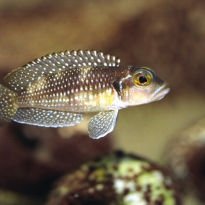 Neolamprologus stappersii