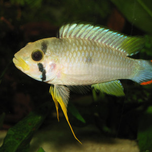 Apistogramma panduro