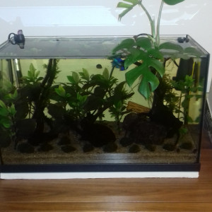 Bac low tech malaisien 60l