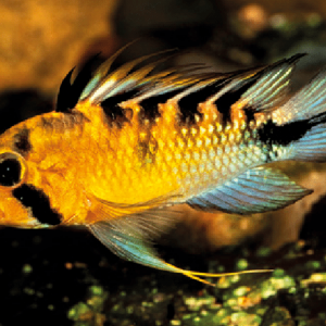 Apistogramma rositae