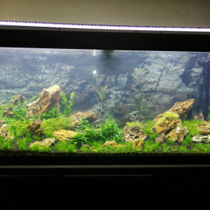 Aquascaping iwagumi