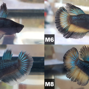 Betta Splendens (Combattant) HalfMoon