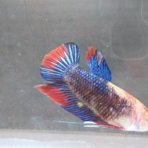 Betta splendens PKHM geno koi