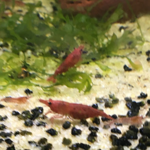 Vends crevettes neocaridina green jade