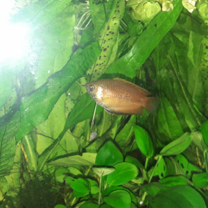 trichogaster chuna (gourami miel)