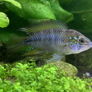 Apistogramma Borelli opale