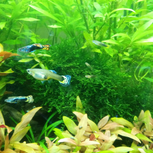 Guppys femelles