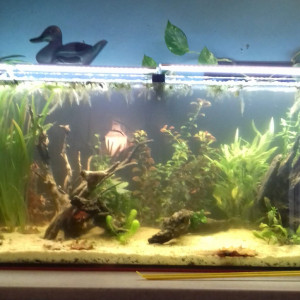 Bac low tech 240l