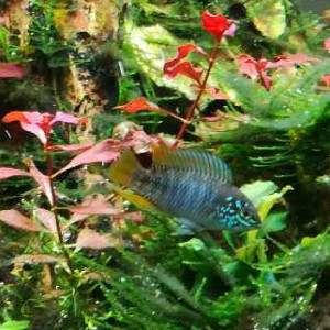 Apistogramma Borellii opale