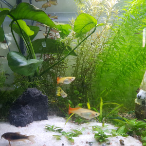 Harem guppy et alevins