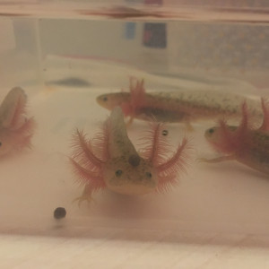 Bébés axolotls mélanique sauvages