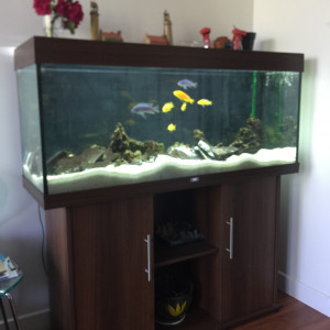 Aquarium 240L Juwel complet, pompe externe EHEIM, cichlidae