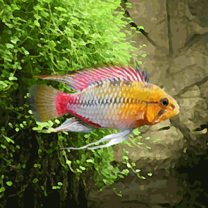 Apistogramma hongsloi (environ 4 cm)