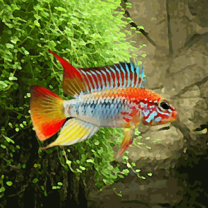 Apistogramma viejeta