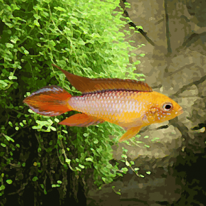 Apistogramma agassizi gold red (environ 4 cm)