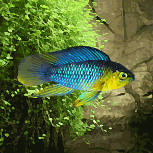 Apistogramma boreli (environ 4 cm)