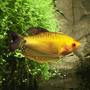 Gourami gold (environ 7 cm)