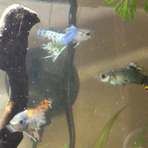 Guppies cherchent nouvelle maison