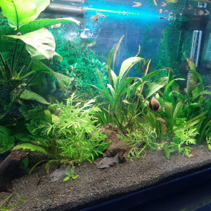 Aquarium de 60L