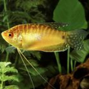 Gourami miel