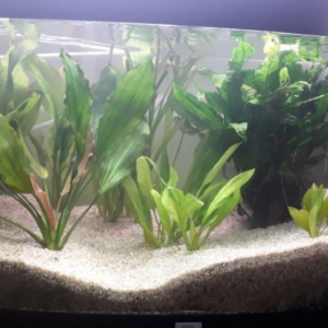 j'arrête l'aquariophilie aussi je vends mes dernières plantes Premium et Pierres naturelles