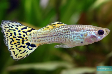 guppys mâle