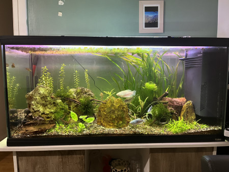 aquariophile Yyo450