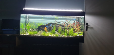 aquariophile ALTAIR2050