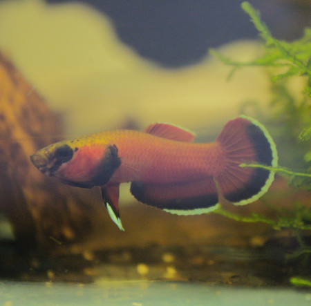 aquariophile Betta88channoides