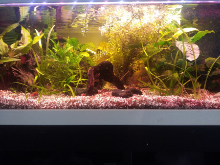 aquariophile Sebiotop88