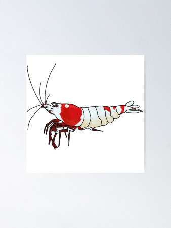 aquariophile AB_Shrimps