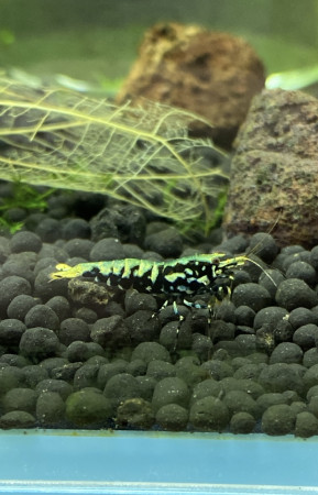 aquariophile Scaper.shrimp