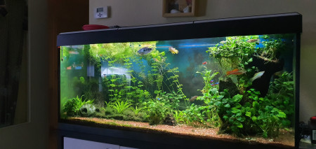 aquariophile CYCLOPE90