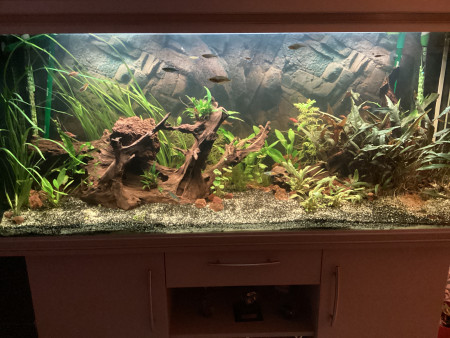 aquariophile HD50