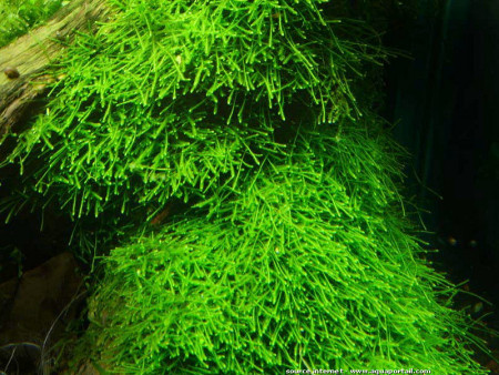 Aquarium de pierre-bourgon : eau douce low tech