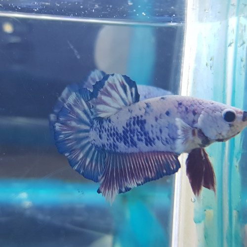 Betta MARBRE Bleu