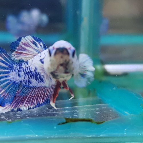 Betta MARBRE Bleu