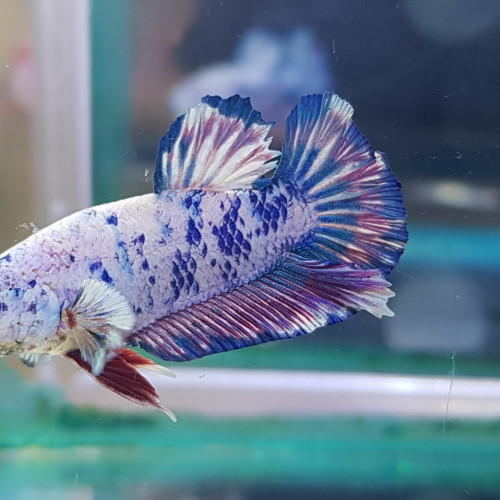 Betta MARBRE Bleu