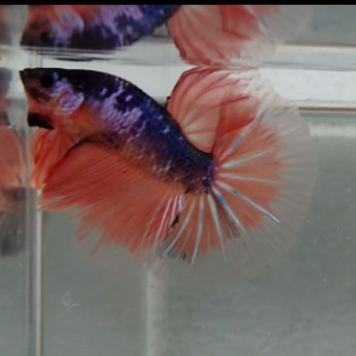 Betta Combattant HMVL orange fancy butterfly male