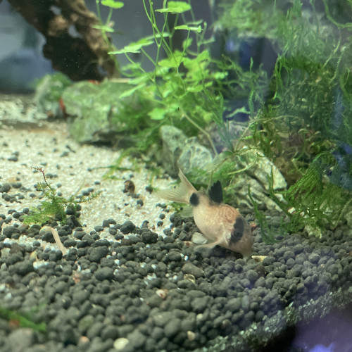 Corydoras panda