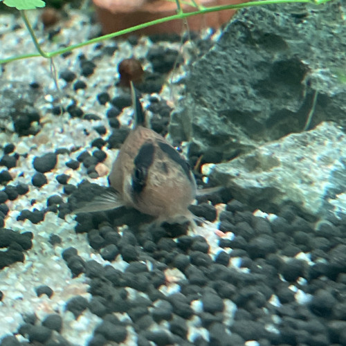 Corydoras panda